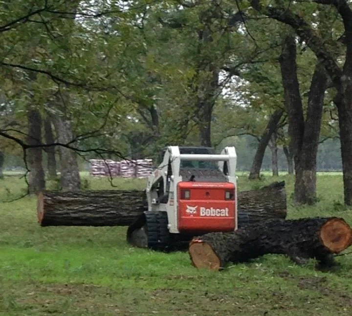 removing trees with skidsteer