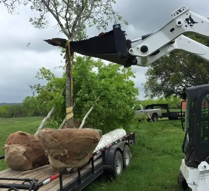 Tree and Land Clearing Services Free Same-Day Estimates